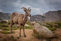 072 Mount Evans, dikhoornschaap